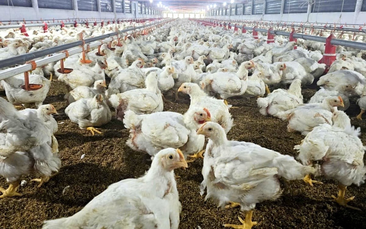 Khánh Hòa nâng cấp chăn nuôi thành chuỗi giá trị công nghệ cao
