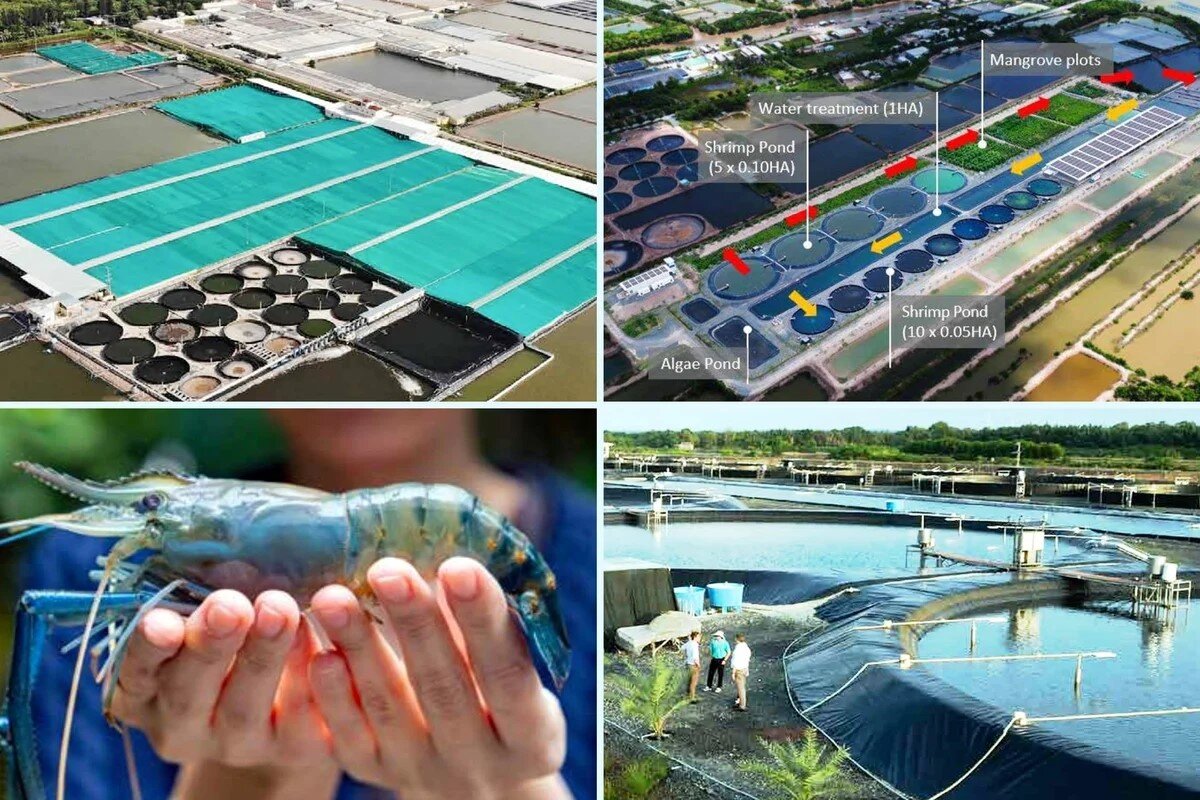 Việt Nam - Hà Lan chung tay thúc đẩy thủy sản bền vững ĐBSCL 