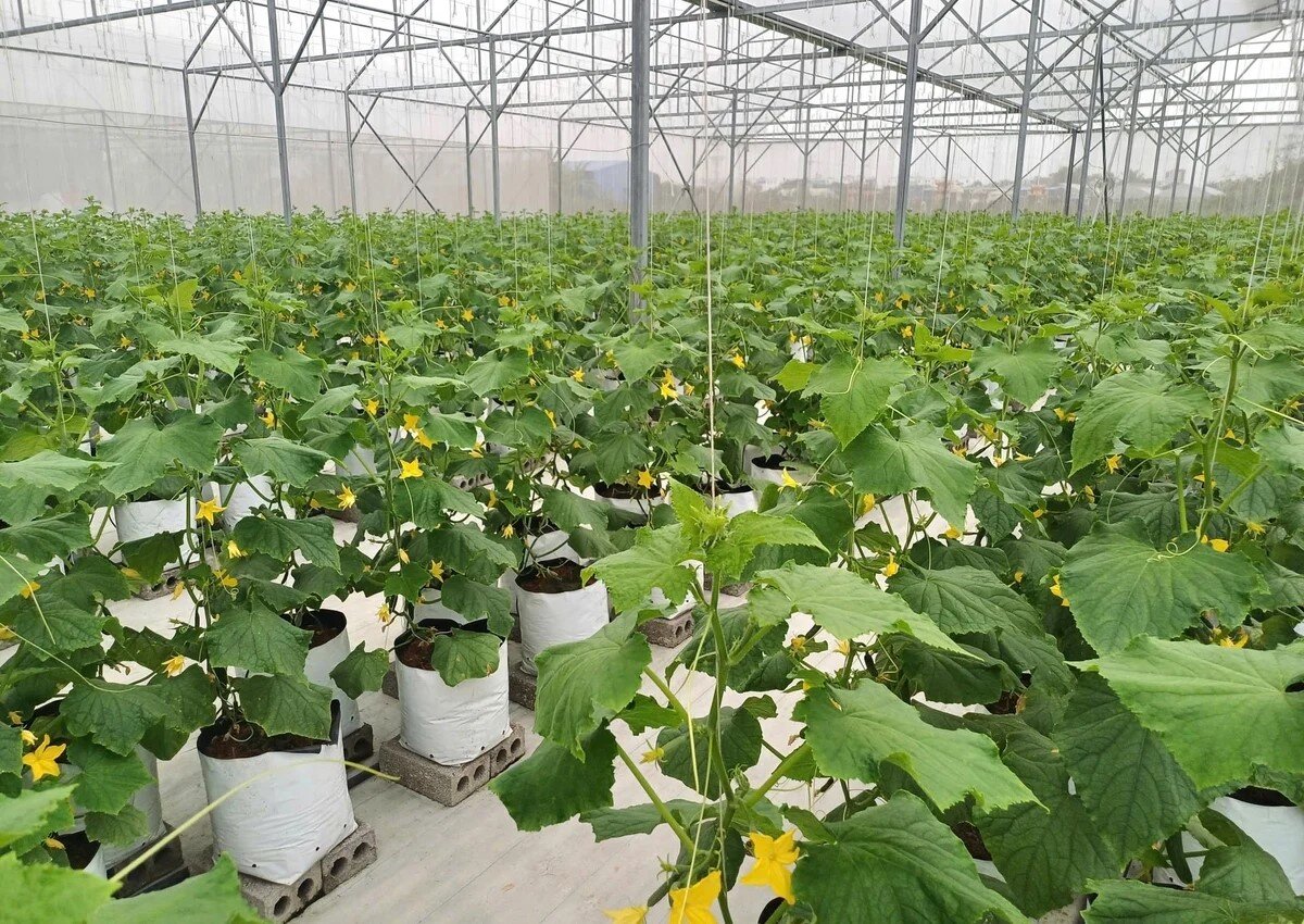 Hải Phòng chuyển đổi sản xuất nông nghiệp theo hướng quy mô lớn
