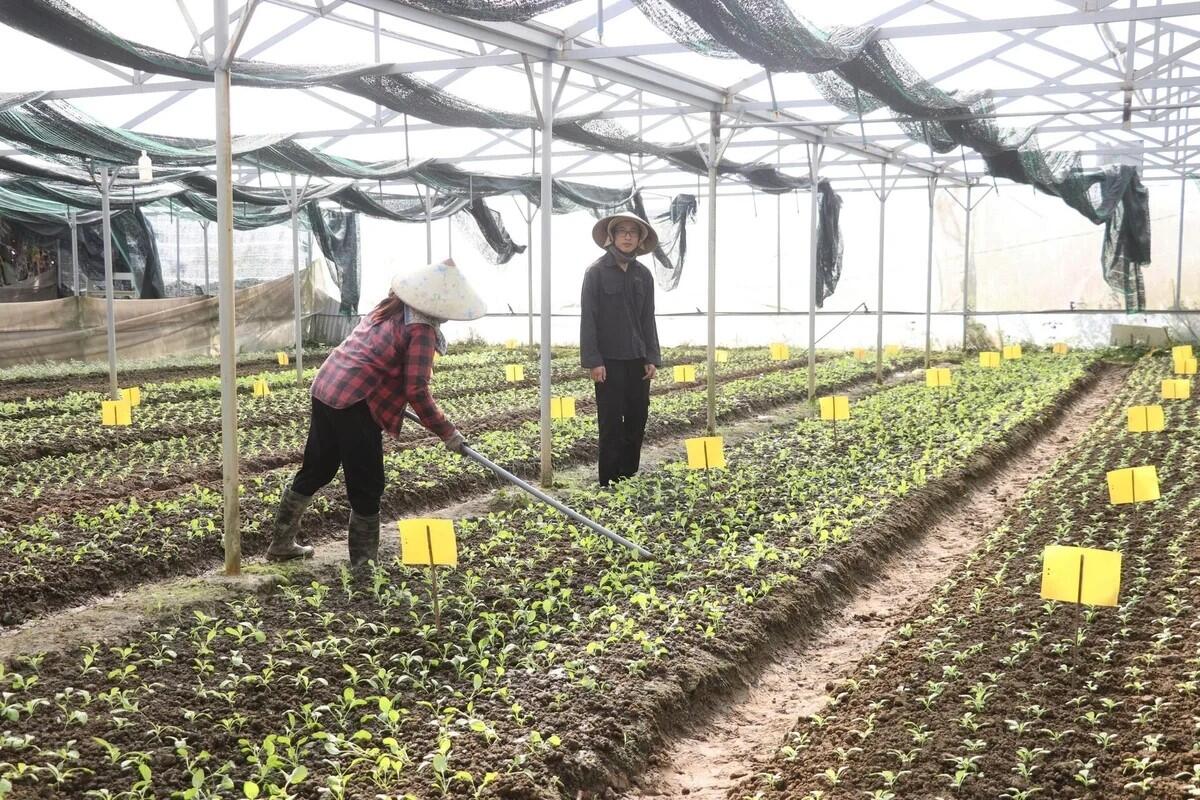 Đà Nẵng: Dành 500 tỷ đồng phát triển nông nghiệp hữu cơ
