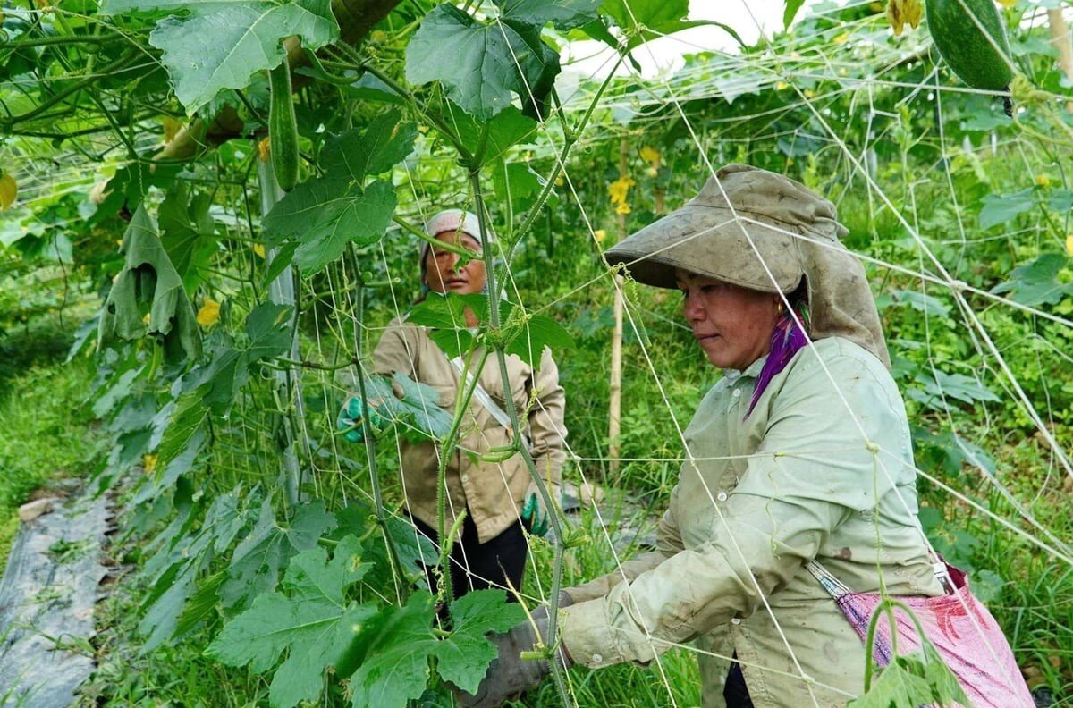 Tháo điểm nghẽn đất đai để hợp tác xã bứt phá
