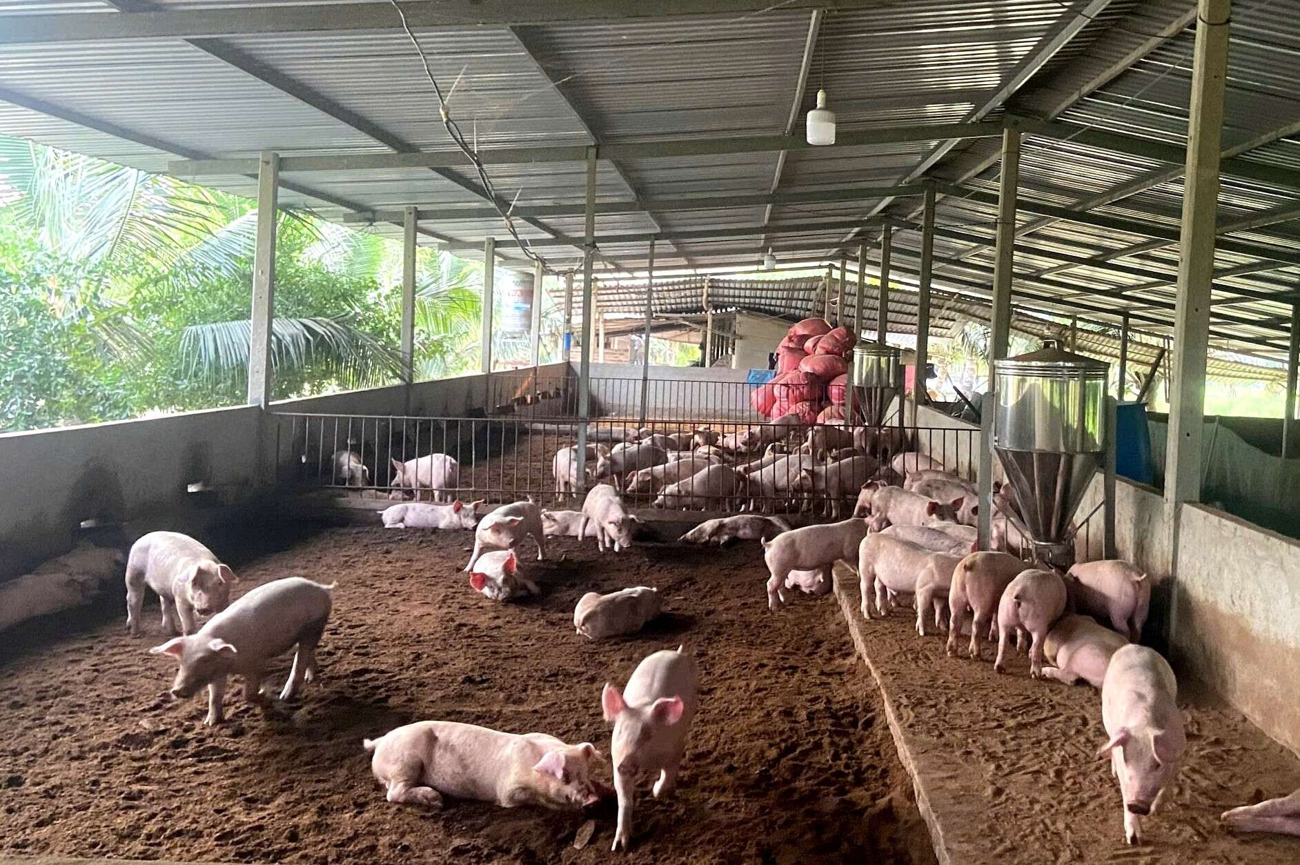 TP.HCM sẽ vạch rõ ranh giới khu vực được phép và không được phép chăn nuôi