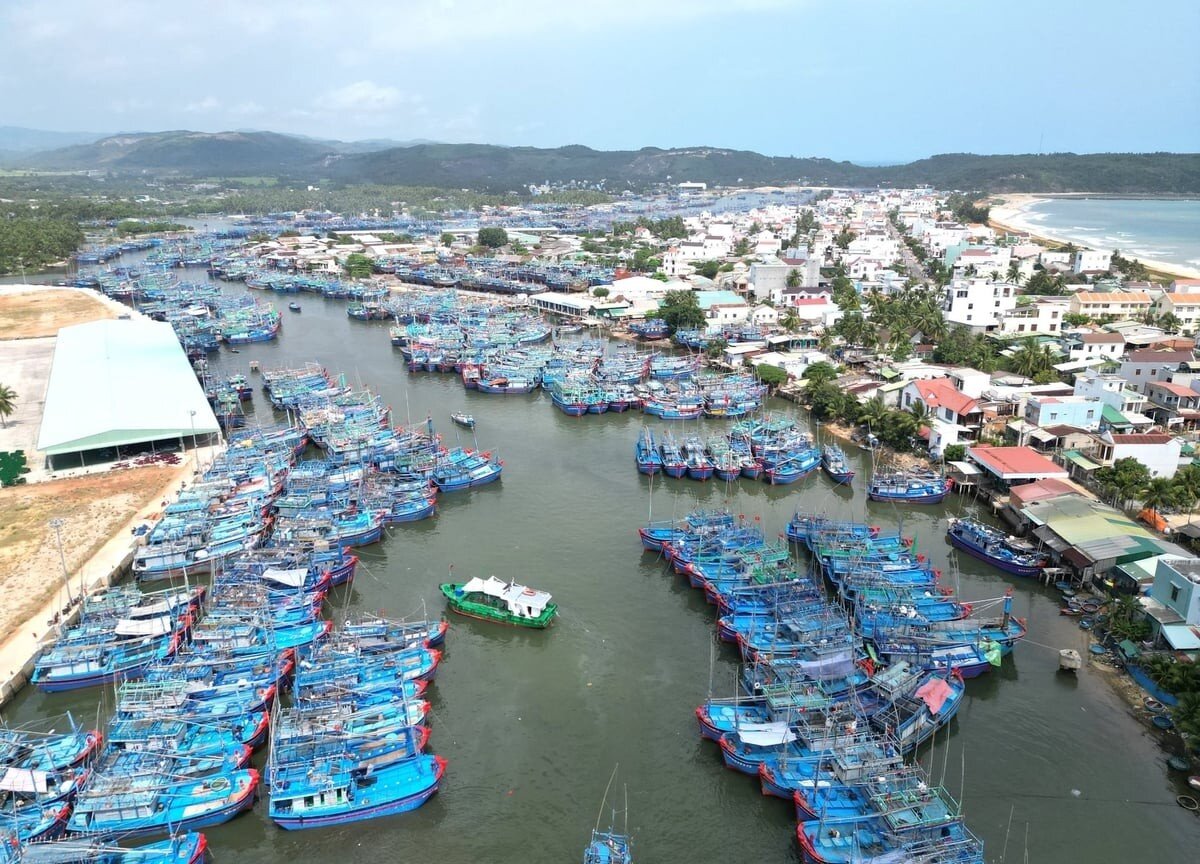Xây dựng cảng cá Tam Quan (Gia Lai) thành trung tâm đấu giá cá ngừ đầu tiên tại Đông Nam Á