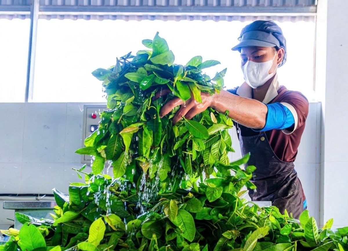 OCOP Quảng Ngãi tăng tốc vào chuỗi phân phối hiện đại
