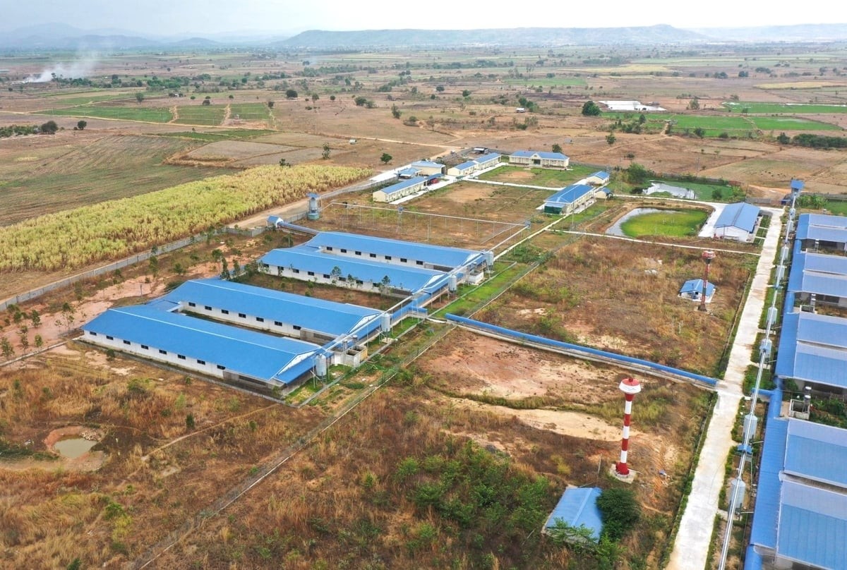 Gia Lai dừng tiếp nhận dự án chăn nuôi heo quy mô nhỏ 