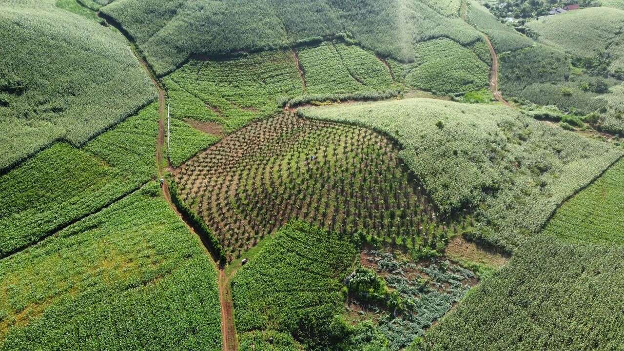 Sơn La hướng tới nền lâm nghiệp đa giá trị, thích ứng biến đổi khí hậu

