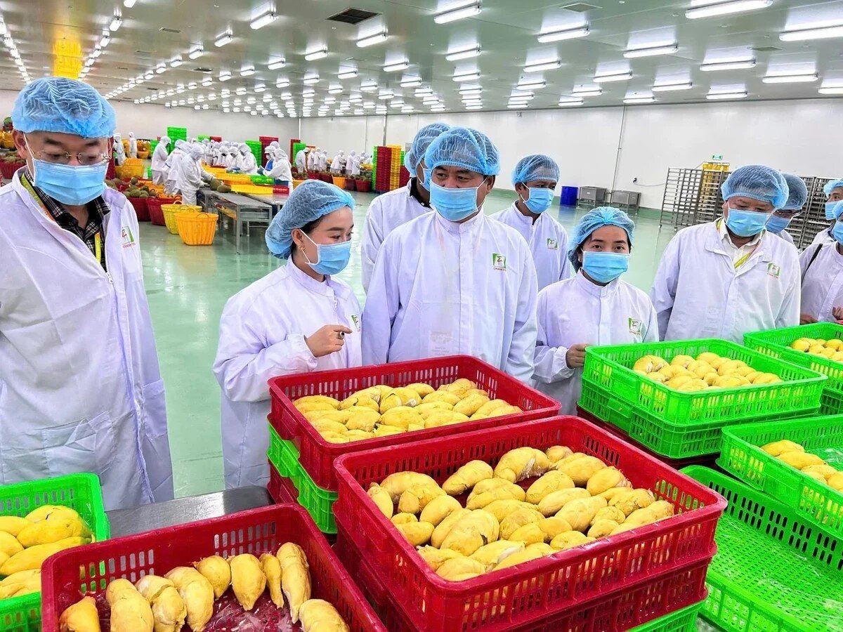Doanh nghiệp xuất khẩu thực phẩm sang Trung Quốc có thêm 'cửa' tự tra cứu
