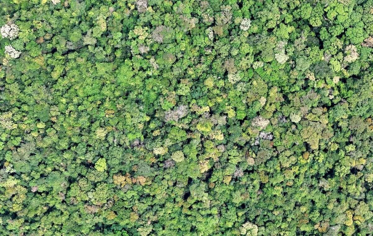 Lâm Đồng sẵn sàng bứt phá thương mại hóa tín chỉ carbon rừng
