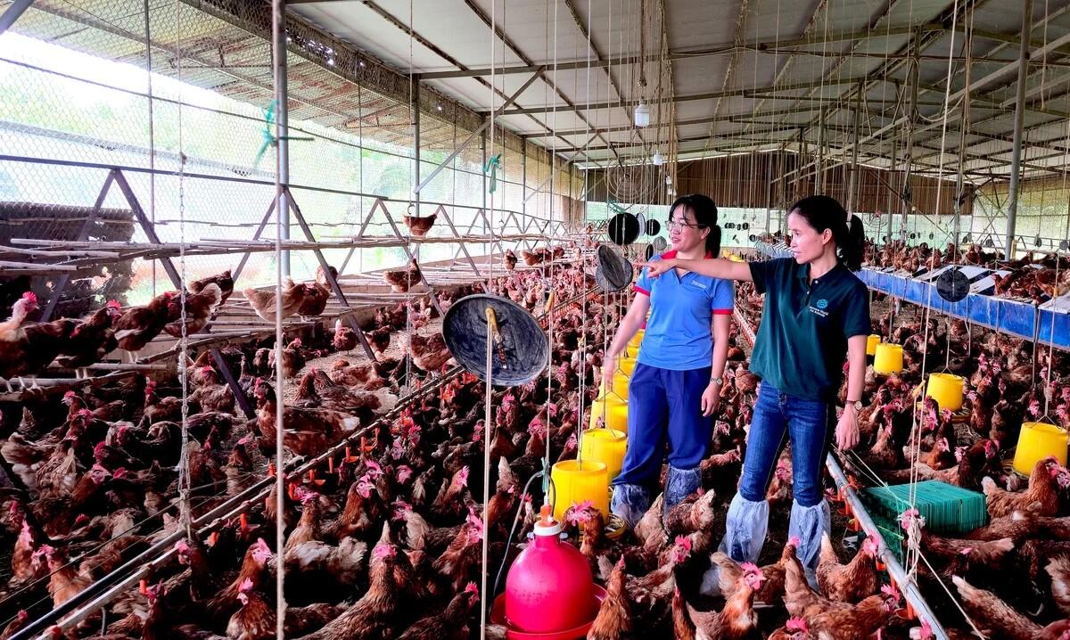 Hướng dẫn doanh nghiệp thực hiện tự công bố thức ăn chăn nuôi


