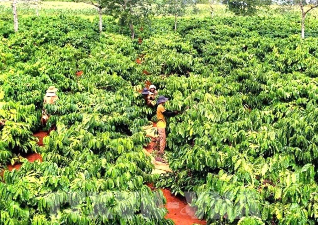 Đắk Lắk phác họa “bản đồ tăng trưởng” cho ngành nông nghiệp và môi trường năm 2026 