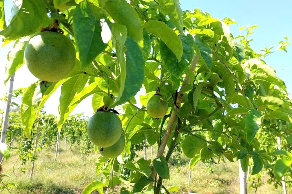 Khánh Hòa chuyển đổi hơn 2.200 ha cây trồng kém hiệu quả 