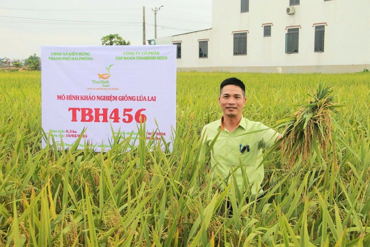 Giống lúa lai TBH456 ghi dấu ấn với năng suất cao và thích nghi vượt trội 