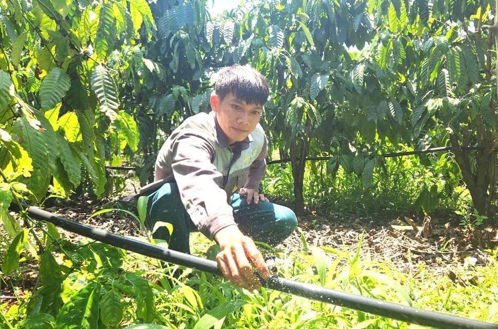 Gia Lai phát triển vùng trồng giảm phát thải

