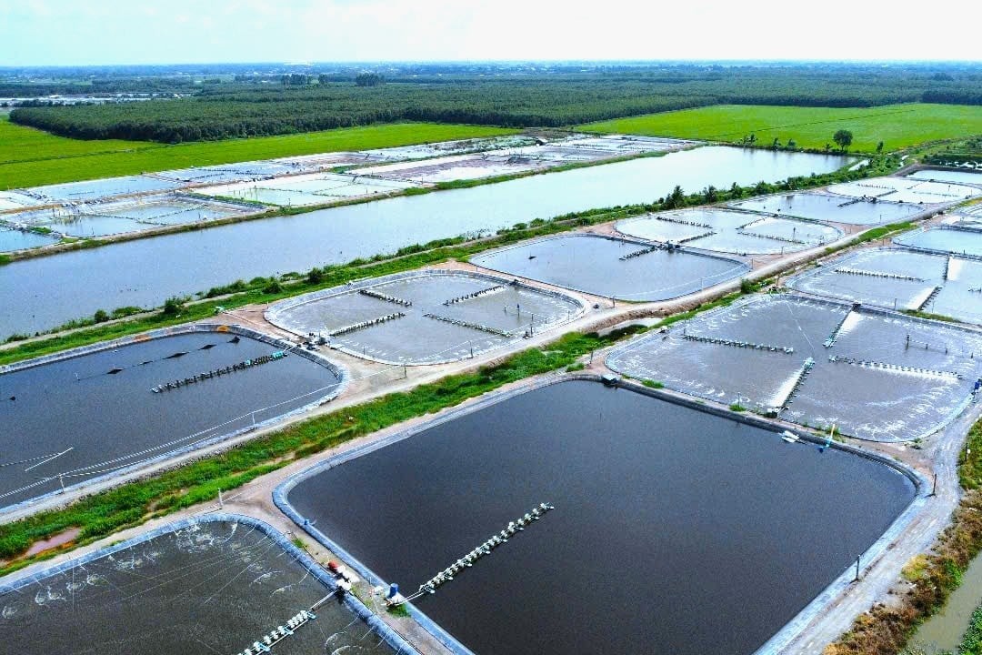 Bộ Nông nghiệp và Môi trường ban hành kế hoạch xây dựng chính sách Luật Thủy sản