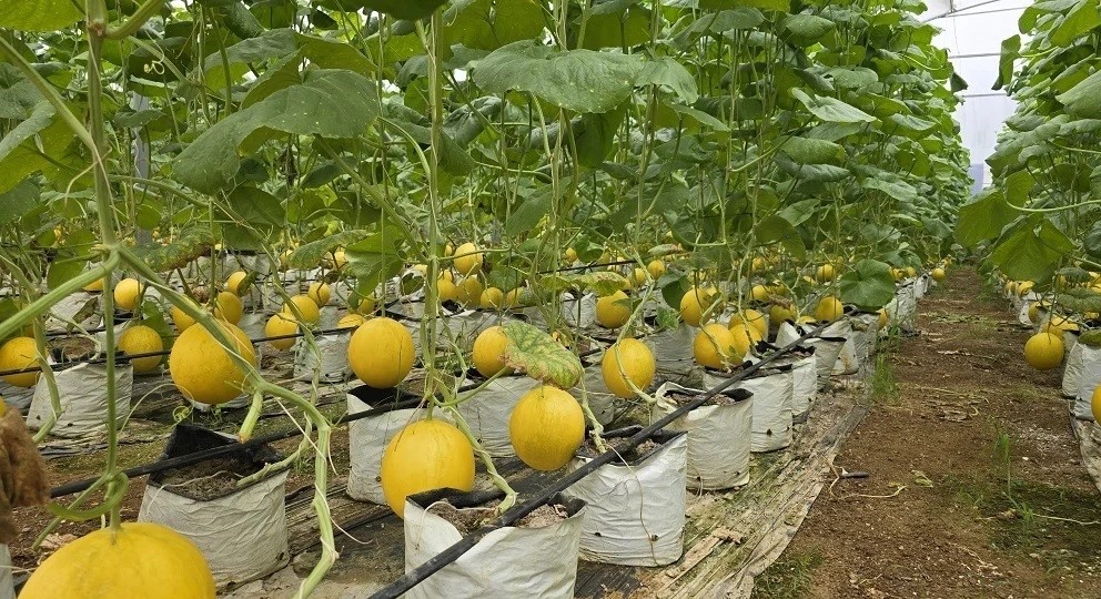 Nghị quyết 57 tạo đà cho chuyển đổi số nông nghiệp
