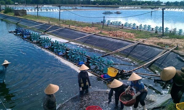 Hải Phòng: 277 vùng nuôi thủy sản nằm trong khu vực nguy hiểm mùa mưa bão 