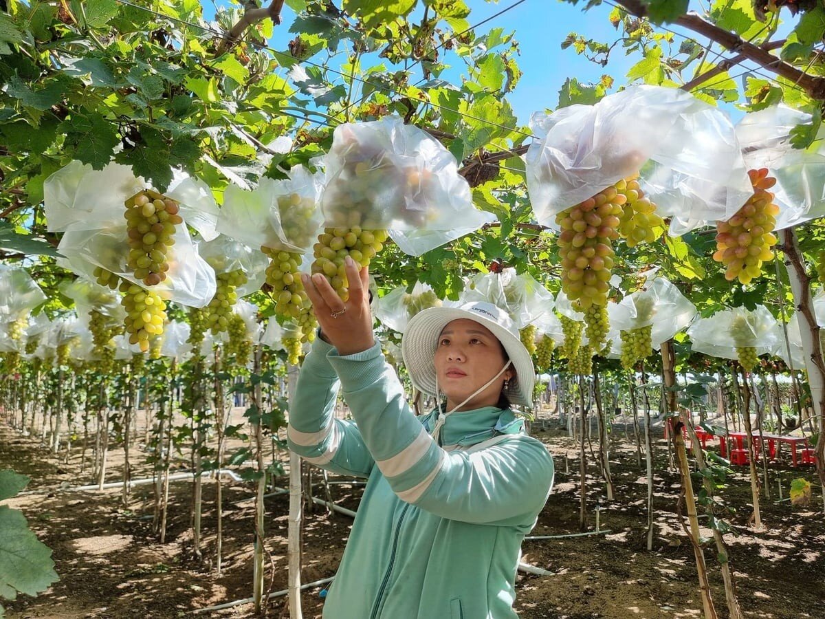 Khánh Hòa ban hành kế hoạch phát triển nông nghiệp, nông dân, nông thôn đến năm 2030, tầm nhìn đến năm 2045
