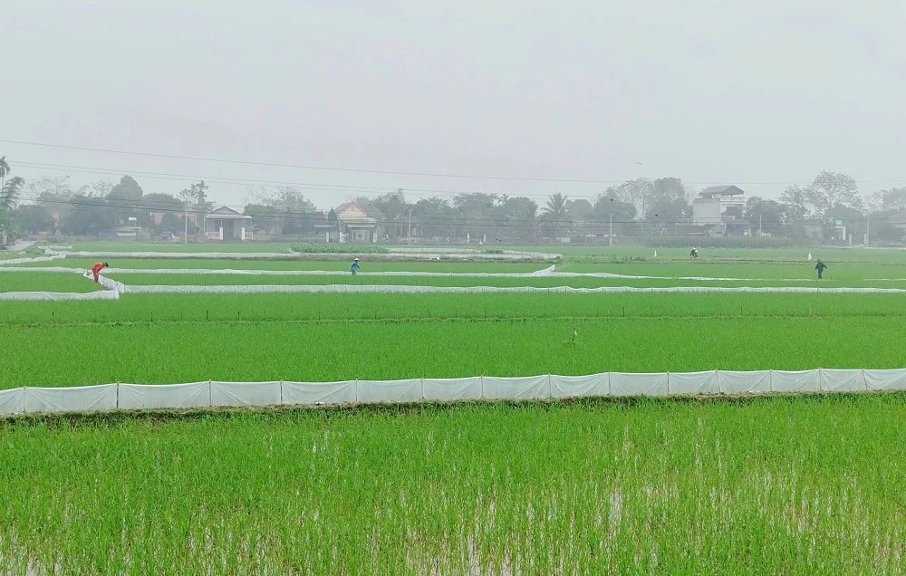 Nghệ An phát triển 15 cây trồng, vật nuôi chủ lực gắn với chuỗi giá trị

