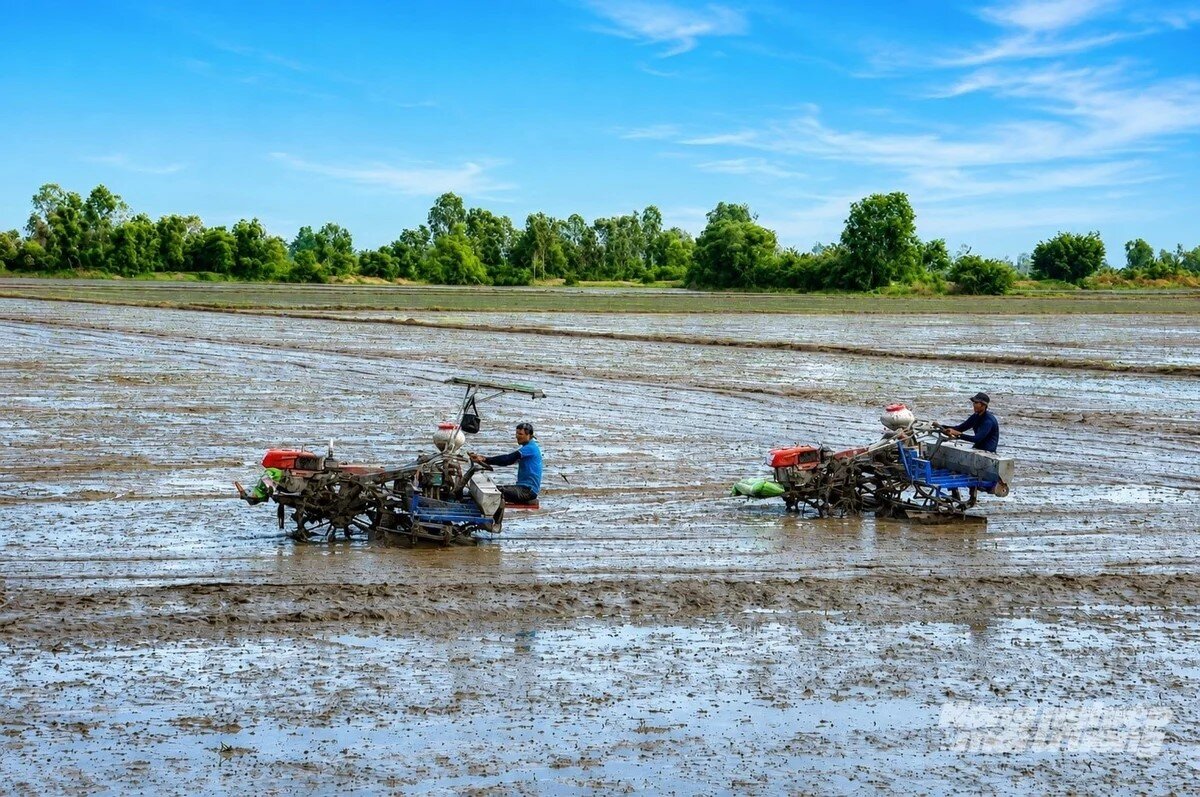 Xuống giống lúa thu đông dứt điểm từng tiểu vùng trong 5-7 ngày 