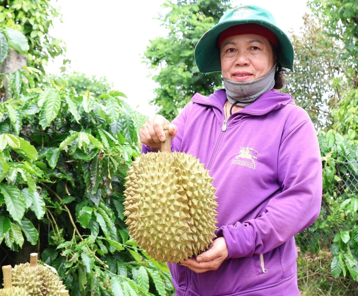 Triển khai ‘Chiến dịch 30 ngày đêm’, Đắk Lắk huy động tổng lực cấp mã số vùng trồng
