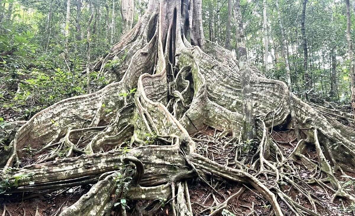 Mở rộng quy mô Vườn Quốc gia Konkakinh 