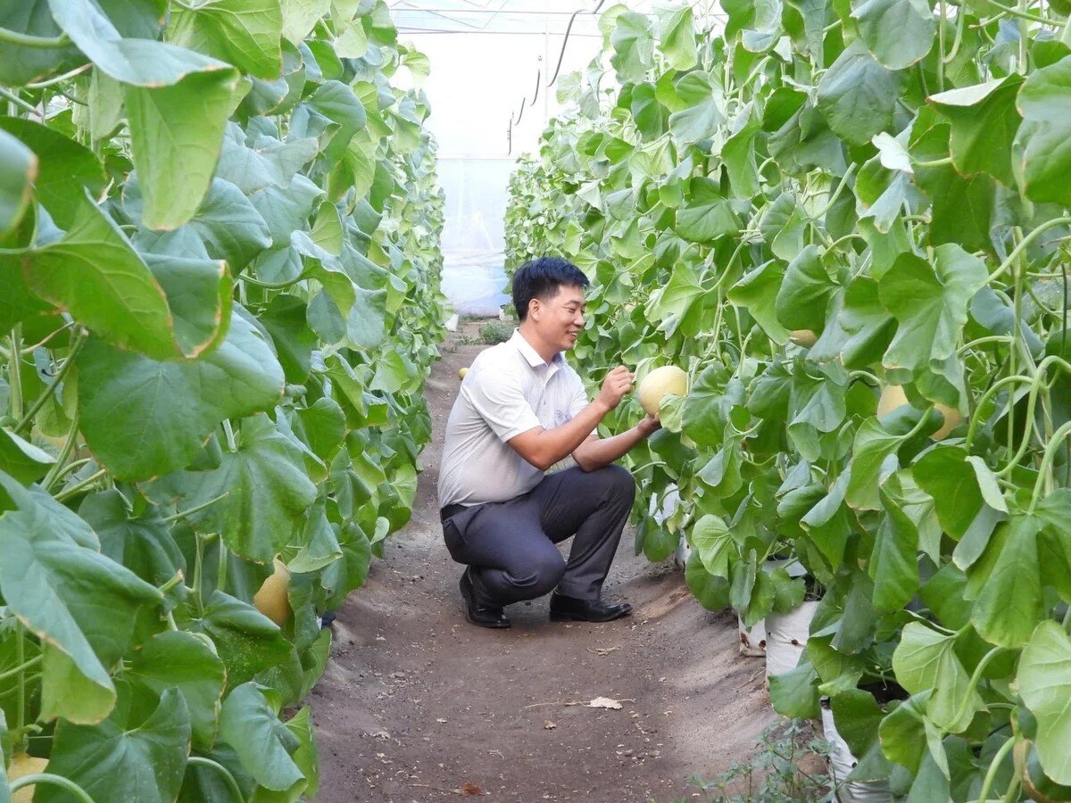 Kiến tạo nông thôn: Áp dụng công nghệ để làm giàu 