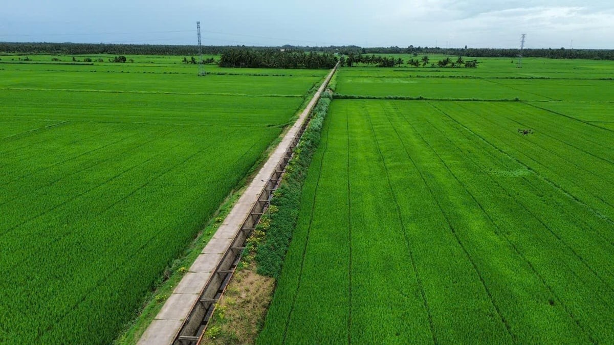 Vĩnh Long cần 256 tỷ đồng nâng cấp hạ tầng vùng lúa phát thải thấp 