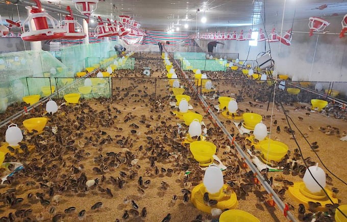 Vĩnh Long: Đến năm 2030, xây dựng ít nhất 20 vùng chăn nuôi an toàn dịch bệnh 