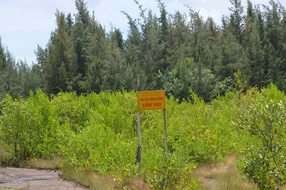 Vĩnh Long: Mỗi năm trồng mới 20 ha rừng 