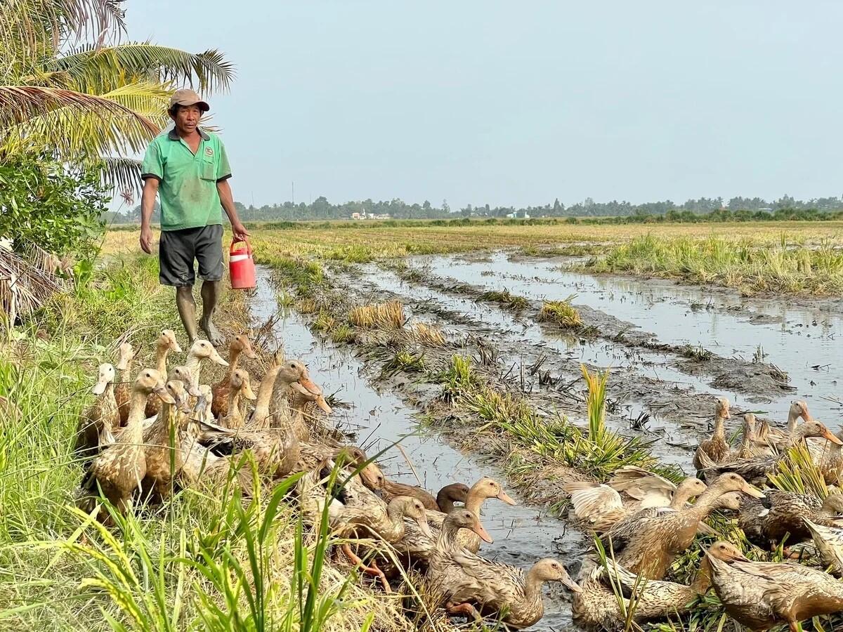 Cà Mau chủ động phòng, chống dịch bệnh trên vật nuôi
