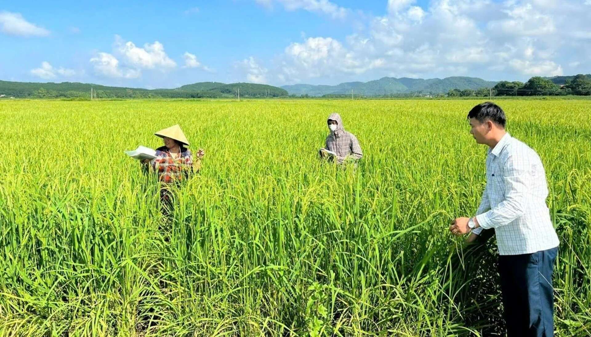 Thanh Hóa vận động nông dân canh tác lúa thân thiện với môi trường 