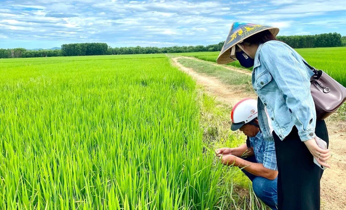 Bám đồng bảo vệ lúa hè thu
