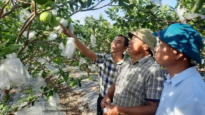 Cấp xã giải quyết mã số vùng trồng trong 3 ngày

