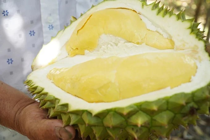 Quảng Ngãi ban hành quy chế sử dụng nhãn hiệu chứng nhận 'Sầu riêng Kon Tum'
