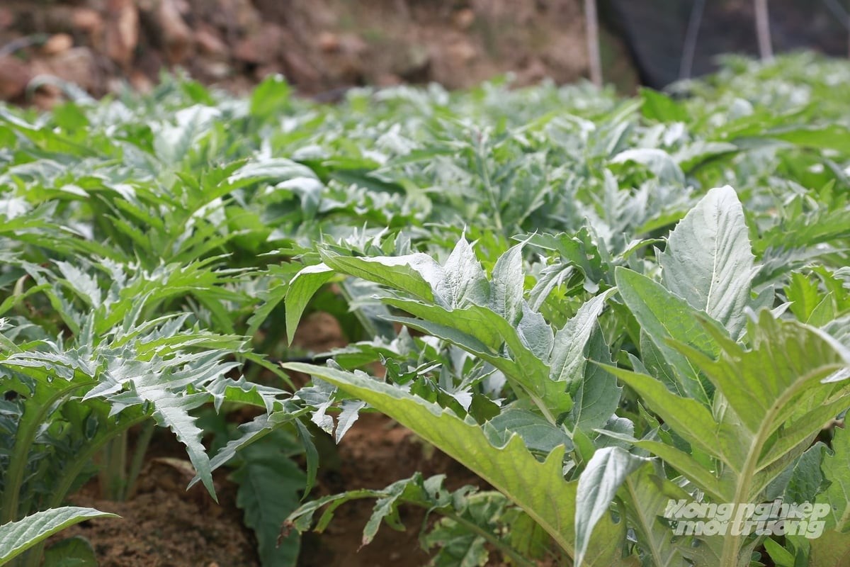 Lào Cai khuyến khích phát triển 53 loài dược liệu 