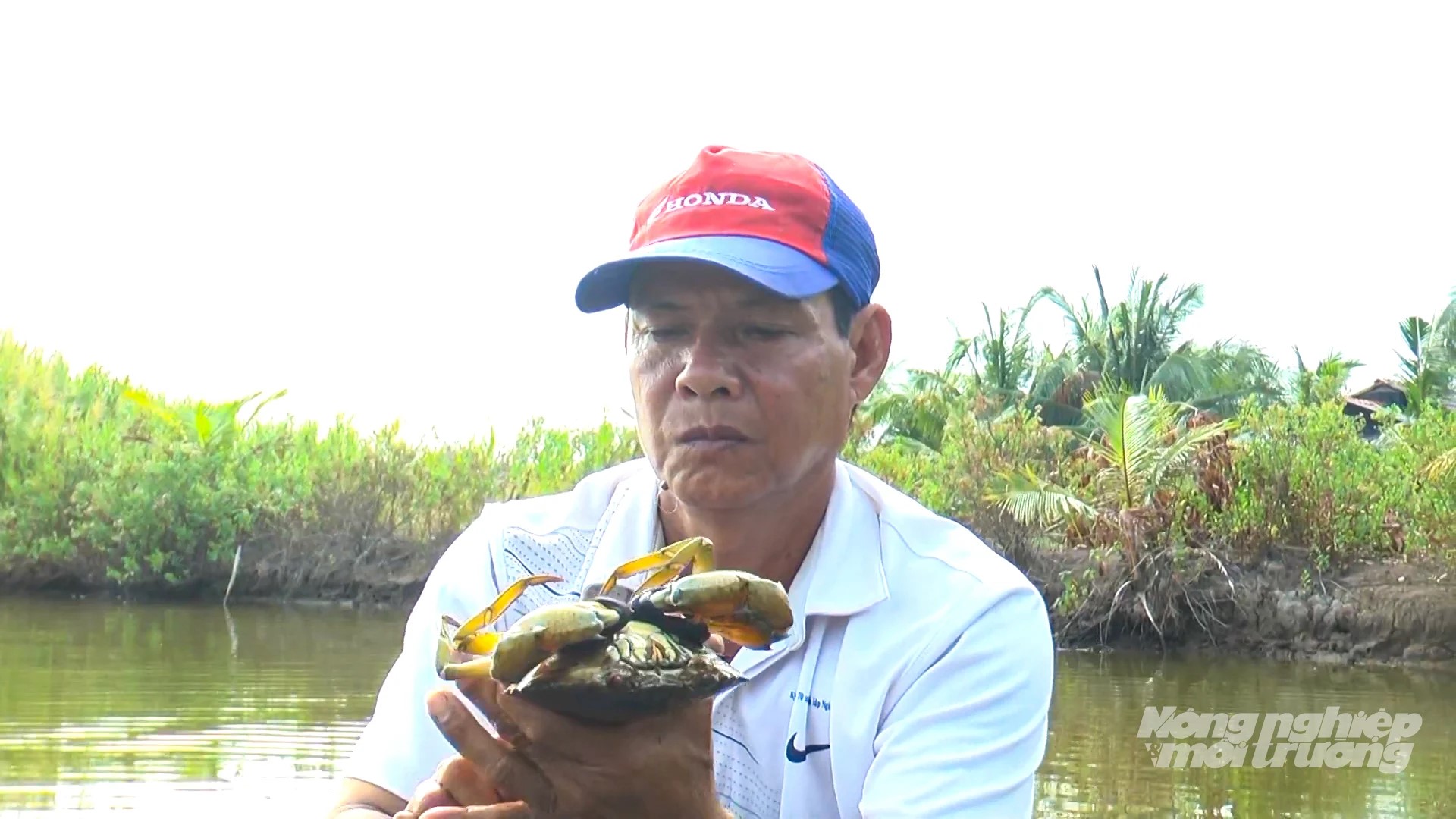 Cua Cà Mau: Gỡ điểm nghẽn từ vùng nuôi đến thị trường 
