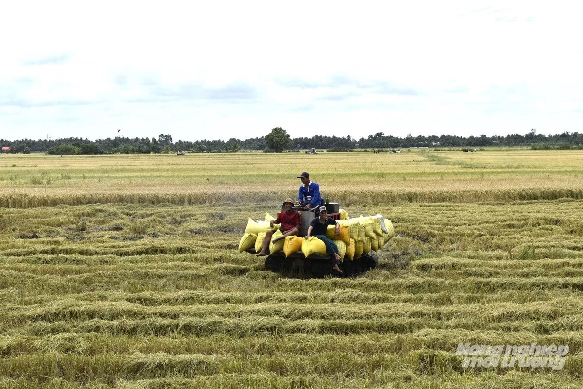 Vĩnh Long chủ động ứng phó nguy cơ hạn, mặn do El Niño 