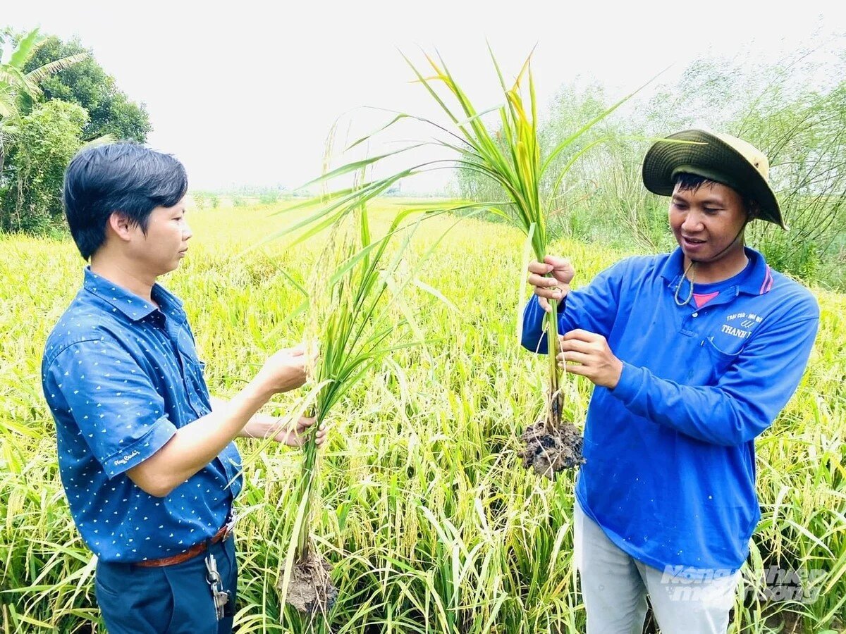 Lúa sinh thái Tràm Chim gọi sếu đầu đỏ trở về 