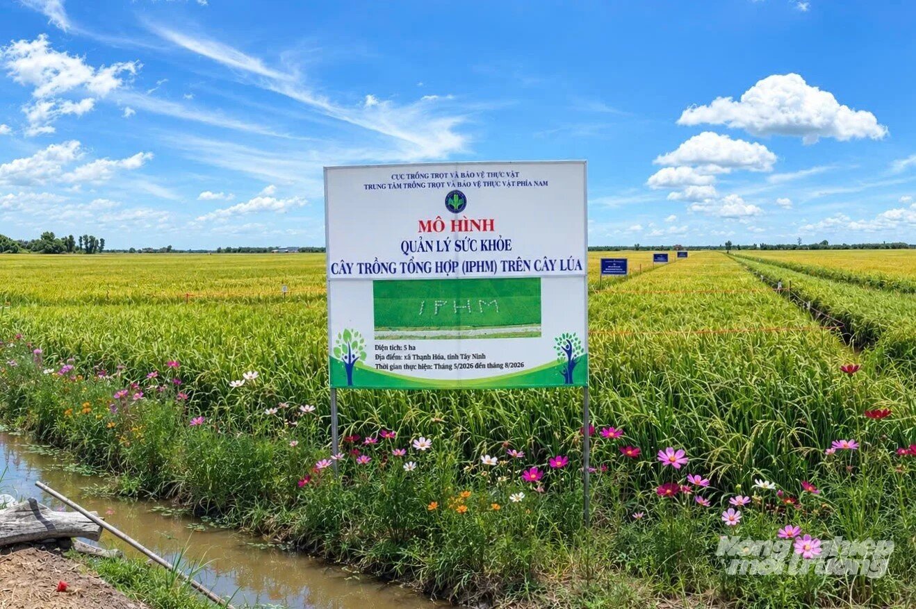 Mô hình IPHM trên lúa giúp tăng lợi nhuận hơn 5,3 triệu đồng/ha 