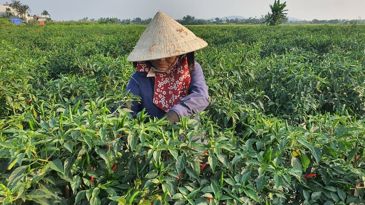 Từ vùng nguyên liệu phân tán đến chuỗi sản xuất có tổ chức