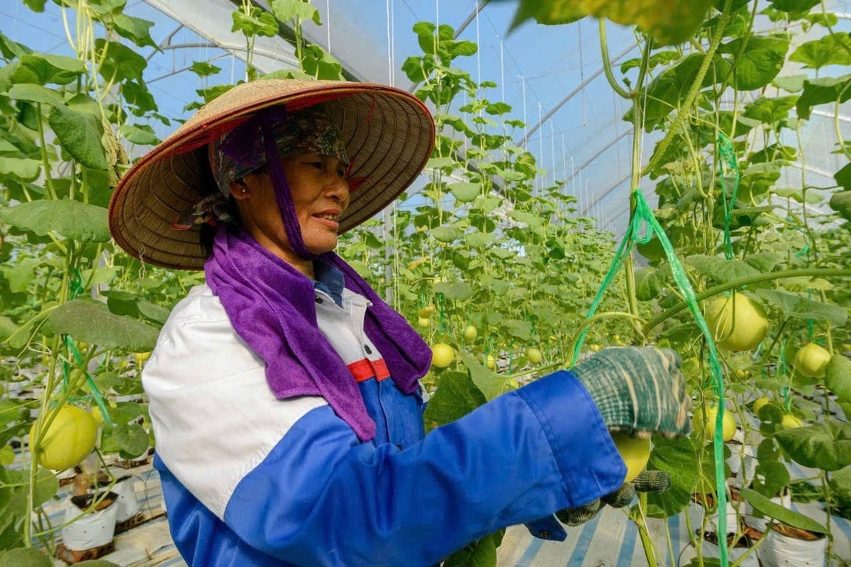 Kiến tạo sức mạnh chuỗi giá trị nông sản Việt Nam