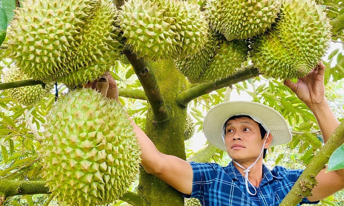 Thủ tướng chỉ đạo quản lý chặt diện tích, mã số vùng trồng sầu riêng