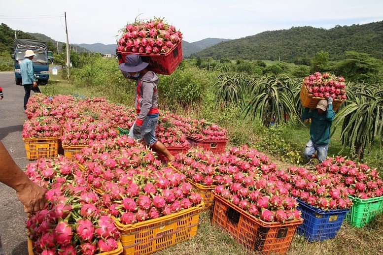 Thủ tướng chỉ đạo gỡ vướng cho thanh long, hồ tiêu xuất khẩu