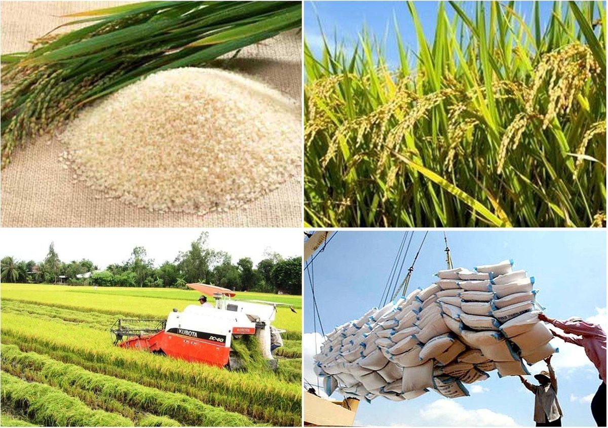 Triển khai 'thần tốc' hơn nữa việc xuất khẩu gạo