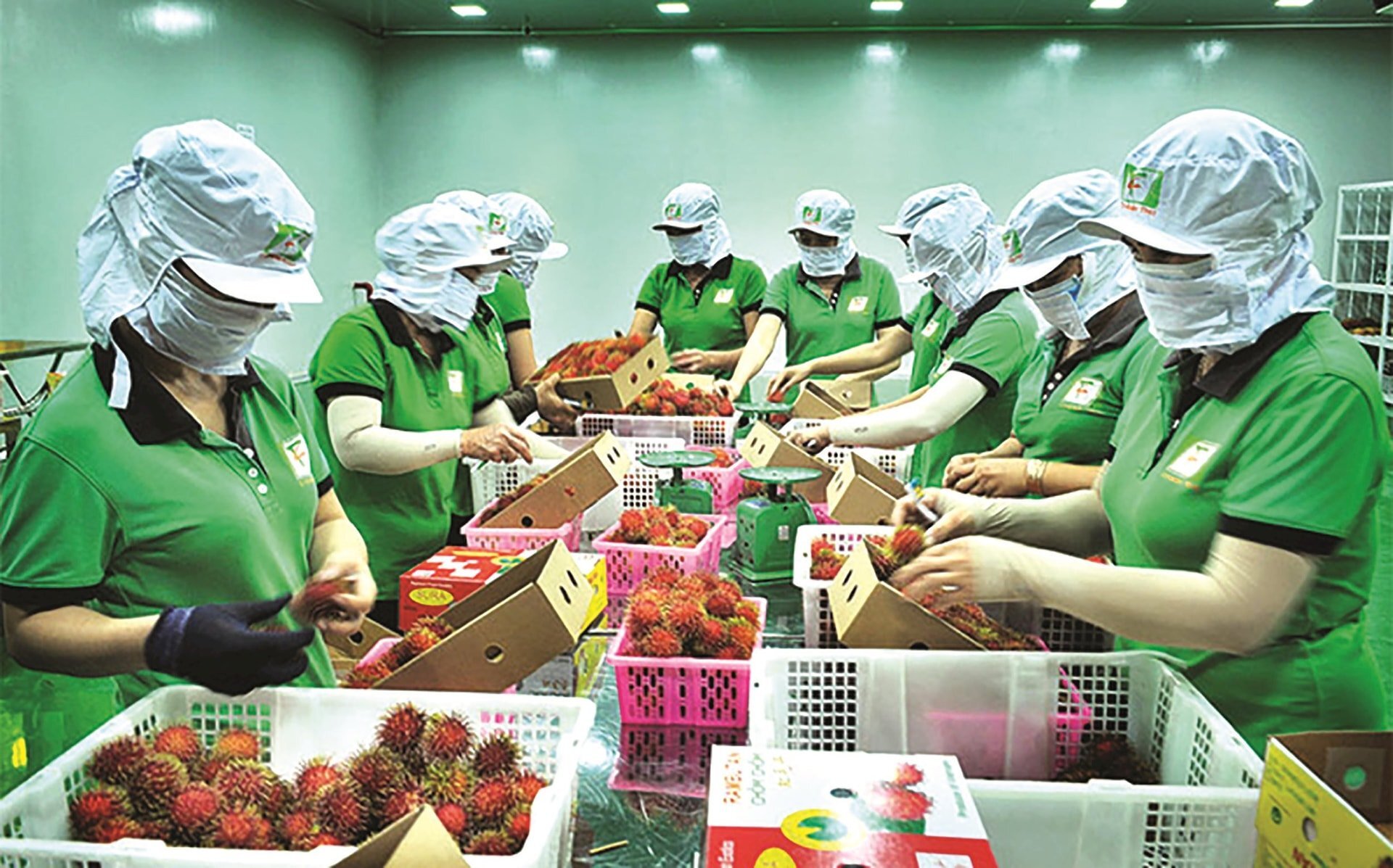 Sau chỉ đạo của Thủ tướng, Bộ NN&MT triển khai loạt giải pháp truy xuất nguồn gốc, đảm bảo chất lượng nông sản xuất khẩu