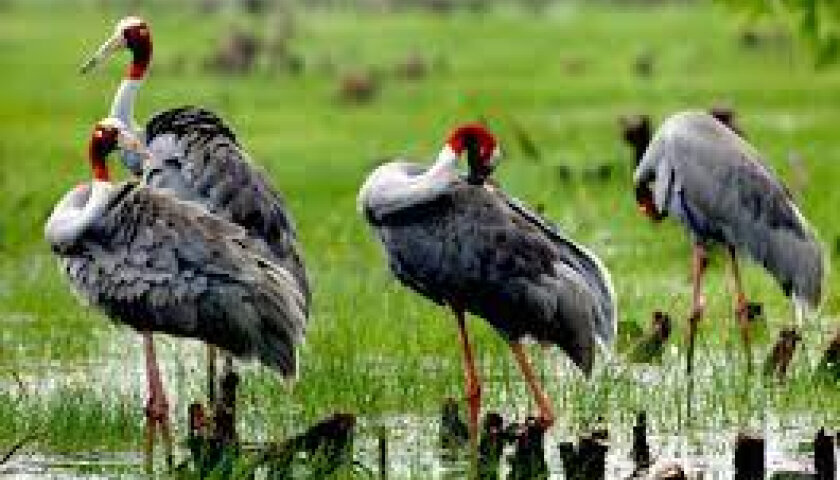 COP16 Công ước Đa dạng sinh học: Việt Nam đồng hành cùng nỗ lực toàn cầu vì hành tinh xanh