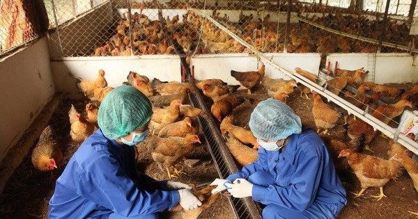 Cúm gia cầm: Thách thức và giải pháp bảo vệ an ninh sinh học quốc gia