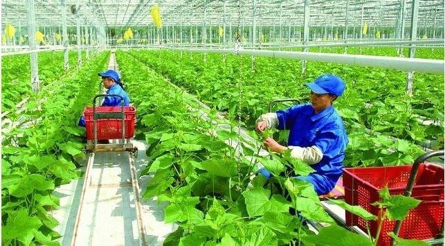 Phấn đấu hằng năm đào tạo nghề cho khoảng 1,5 triệu lao động nông thôn