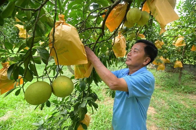 Không xuất khẩu, mã số vùng trồng được cấp trong 3 ngày